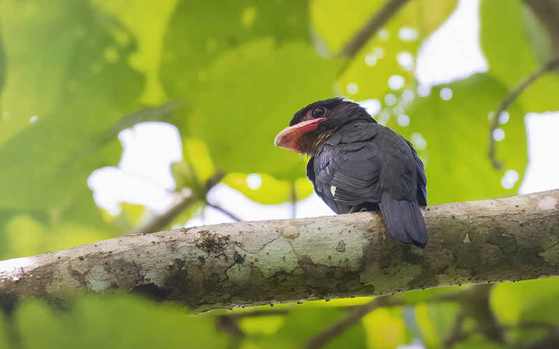 Dusky Broadbill (Corydon sumatranus) at Cat Tien Birding Trails - Southern Vietnam. Photo by: Phuc Le - Vietnam Bird Photography Tours - Vietbirdphototours.com